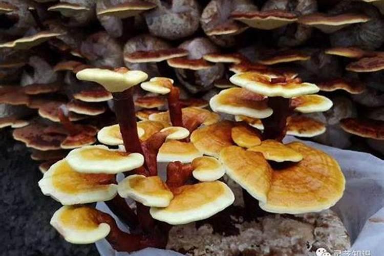 紫色幸运草种植方法 紫色幸运草如何种植