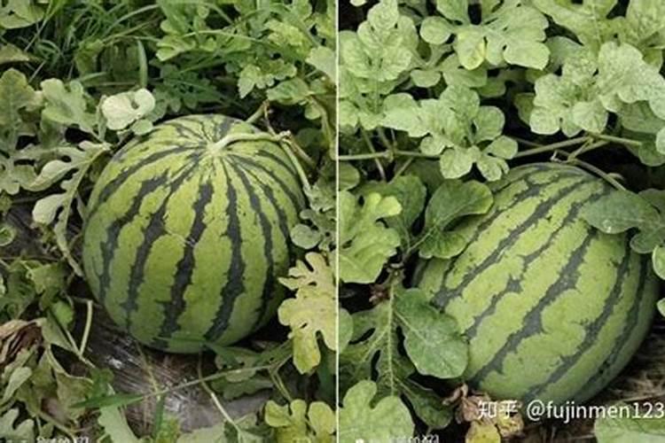 硼在西瓜什么时候补
