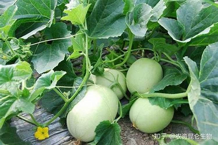 瓜果蔬菜喷施叶面肥有什么作用？
