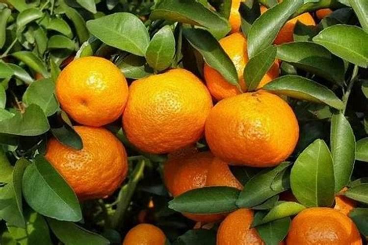 沙糖桔肥料配方