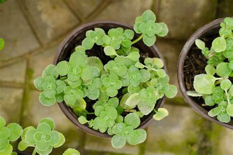 碰碰香应该施什么肥料