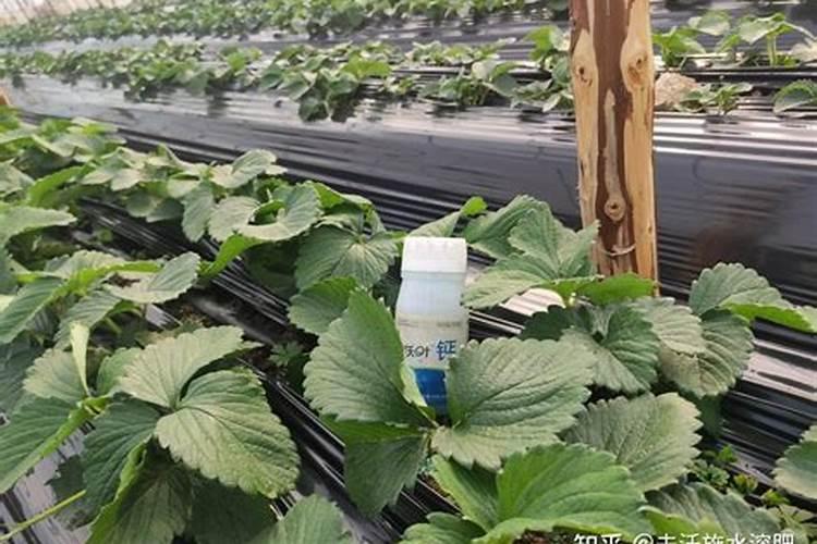 柑橘二个月不发芽叶子卷什么情况