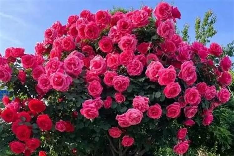 夏季高温,可以给月季施肥吗