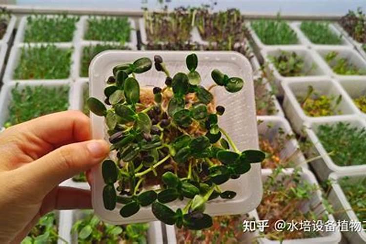 巧棵力颗粒水溶肥含有激素吗？