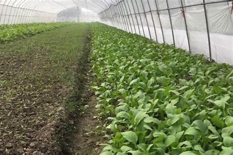 钾离子的作用是什么？