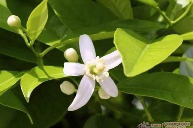 八月瓜怎么种植 养护技巧有哪些