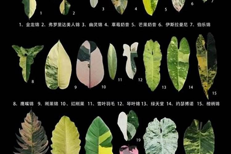 黄锦龟背竹绿了 龟背竹怎样锦化