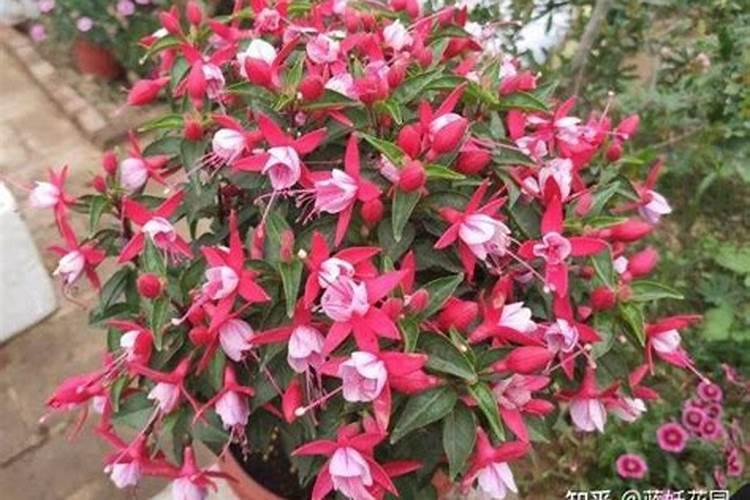 倒挂金钟花期可以施肥吗