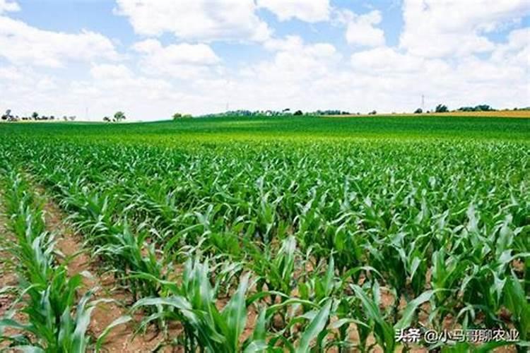 葡萄种植不同时期如何追肥 施肥注意事项