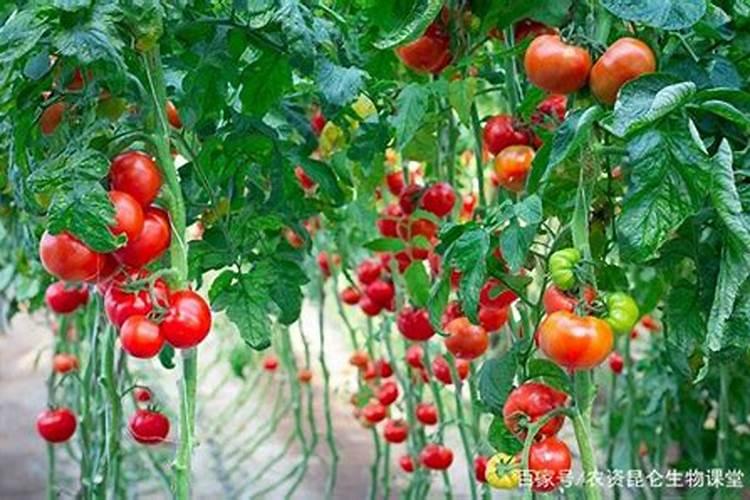 西葫芦如何施肥产量高？