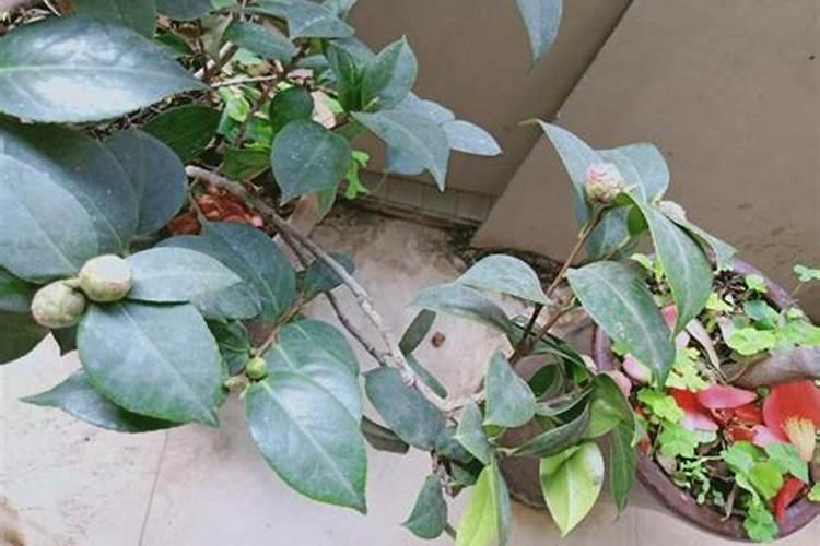 我的茶花为何只长花苞不开花急急急