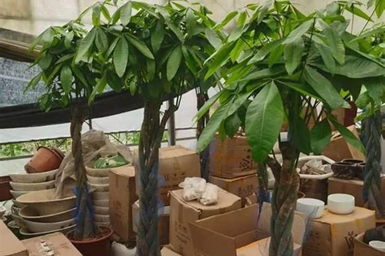 巨邦菲洛怎么样