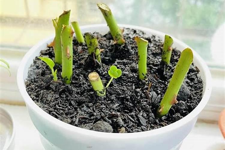 虎尾兰换土时间和方法