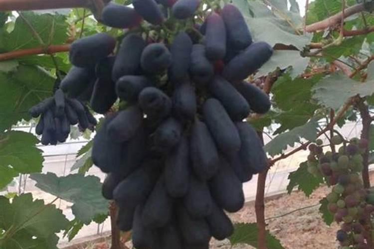 硫脲在农业上的应用有哪些？