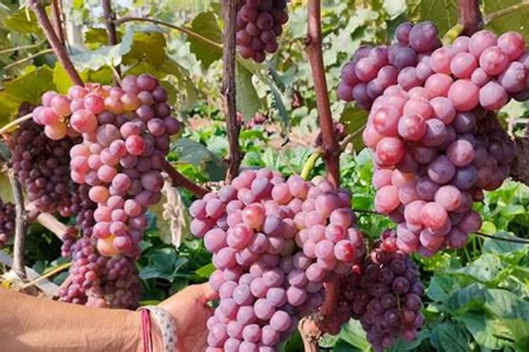 种菠菜什么肥料不能施