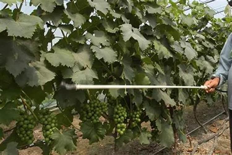 网购樱桃树光杆怎么成活