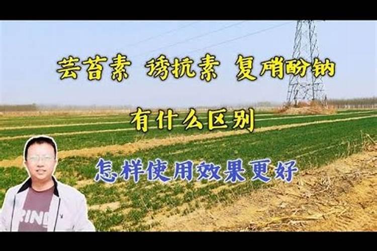 硫酸铵是化肥吗？