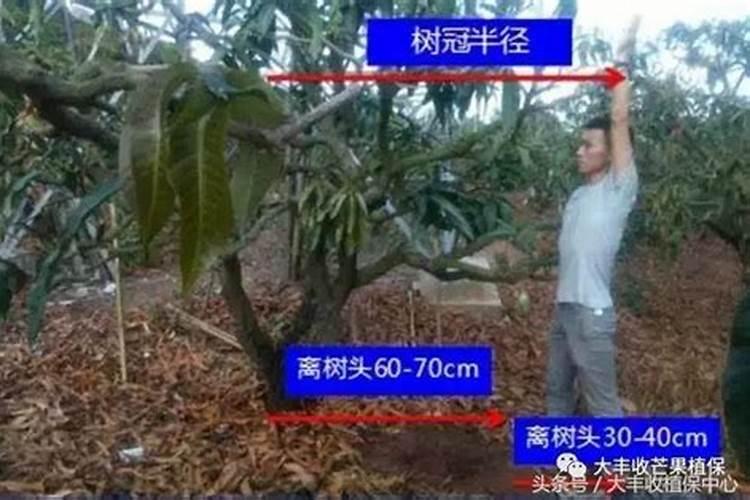 葡萄从发芽到卖果需要多少氮肥？