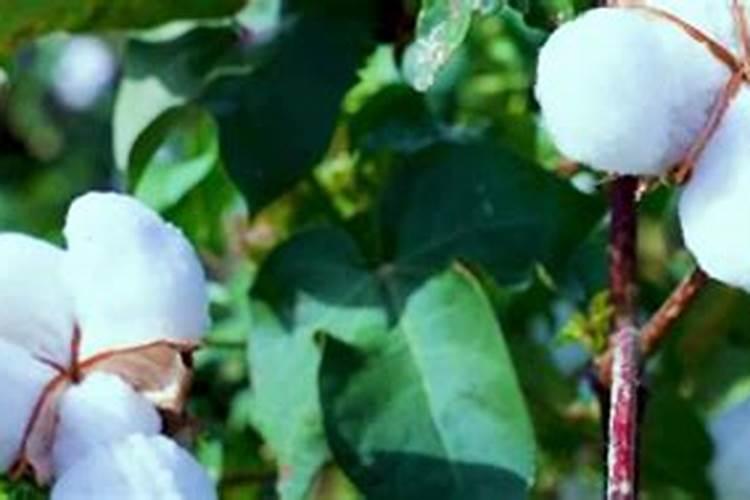 二铵是什么肥料？