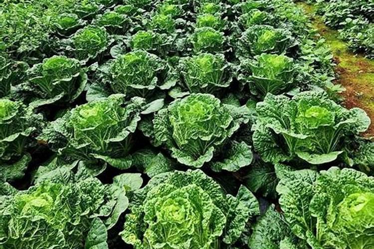 氯化钙在蔬菜上使用方法