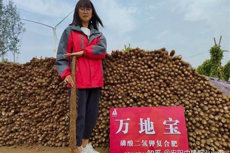 山药什么时候追肥比较好？想要高产应该如何施肥？