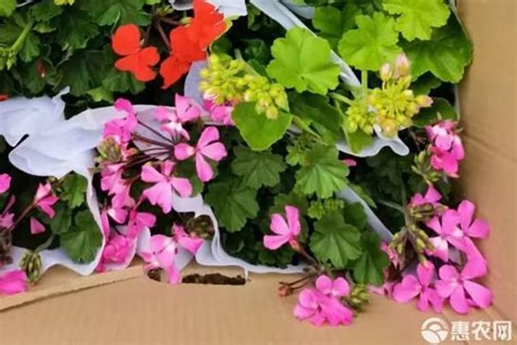 香叶天竺葵怎么不开花