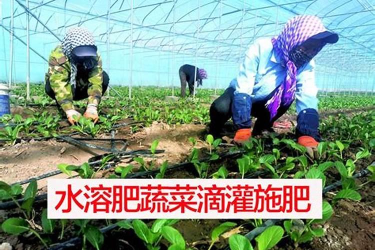 水溶肥滴灌多久见效