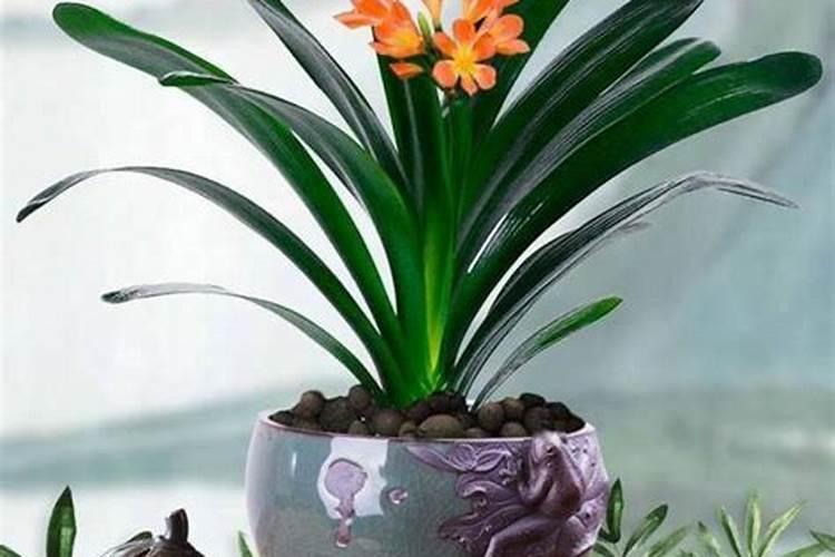 法师水诱生根正确方法