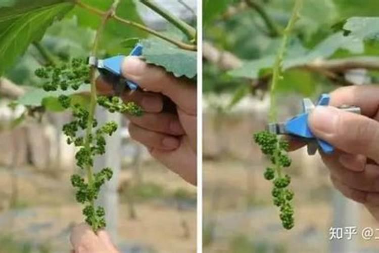 葡萄成熟后颜色上不去不着色是什么原因？喷什么叶面肥上色快？