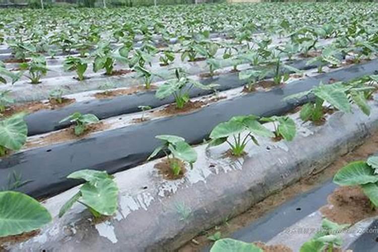 芋头最忌四种肥料