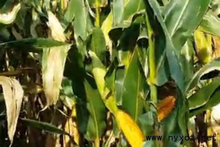 请问专家目前秋玉米施什么化肥最好