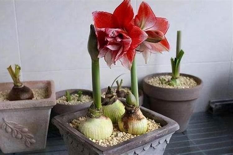 种球类植物(朱顶红,洋水仙,葡萄风信子),这些植物一般用奥绿哪个型号的缓...