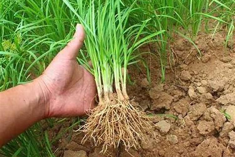 烟台拉姆拉进出口公司是国企吗