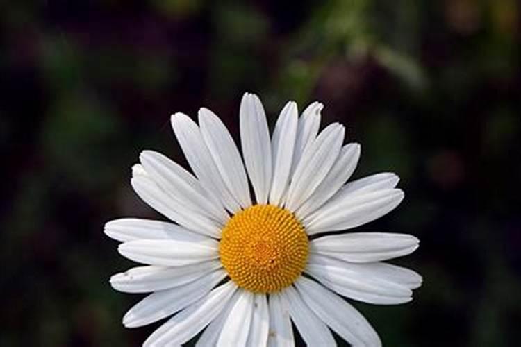 蓝妖:摩洛哥雏菊的养殖方法和注意事项,这样养,年年开花一大片百度知 ...