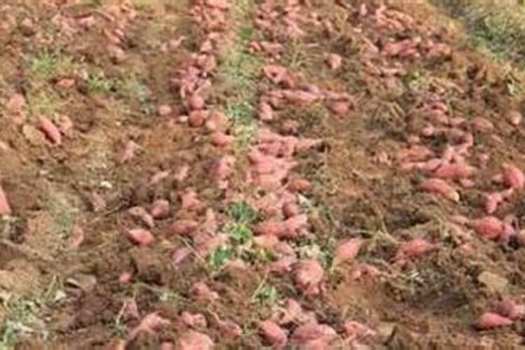 种红薯高产方法