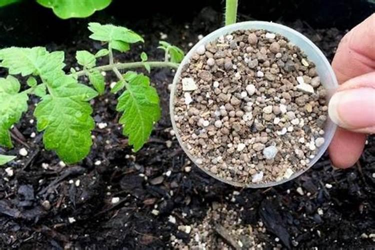 地栽月季施肥时间和方法