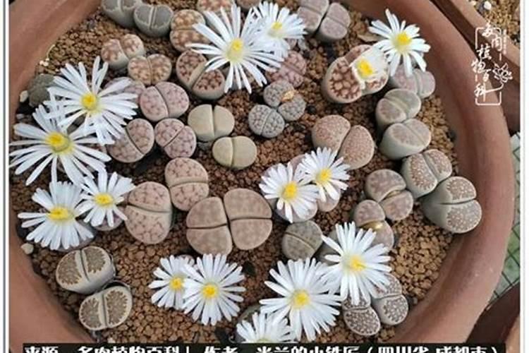 多肉植物生石花怎么养 生石花养护方法