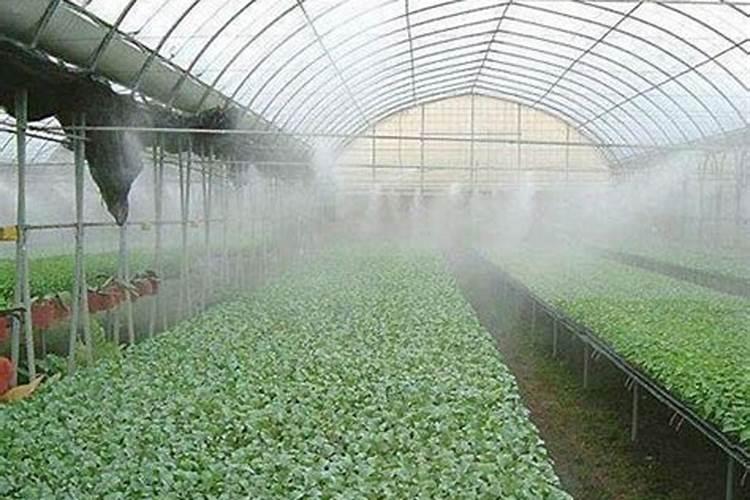 大棚里种西葫芦,做底肥应该用什么含量的肥料好些,高氮肥效果好还是用高...