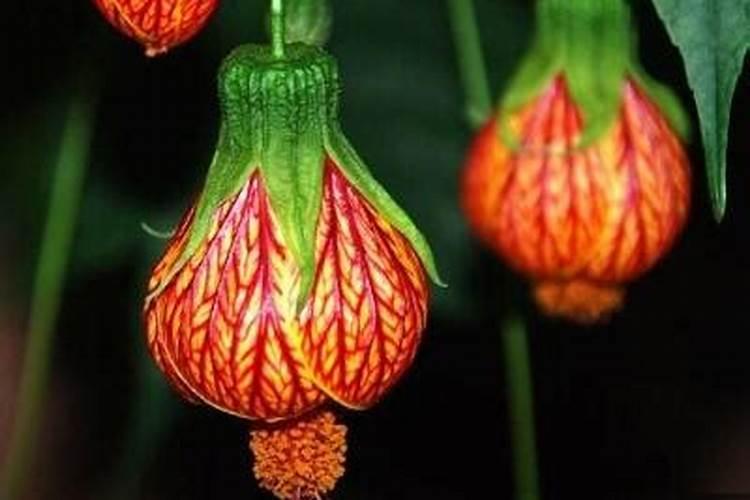 灯笼花施什么肥好