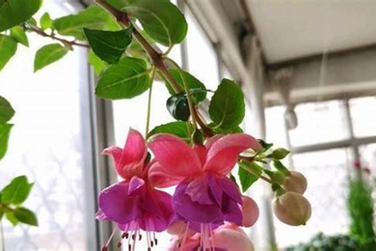 灯笼花施什么肥好