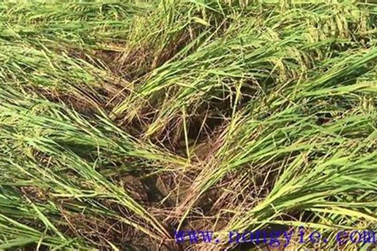 氮肥过多对水稻有什么危害 后期施的氮肥过多怎么处理