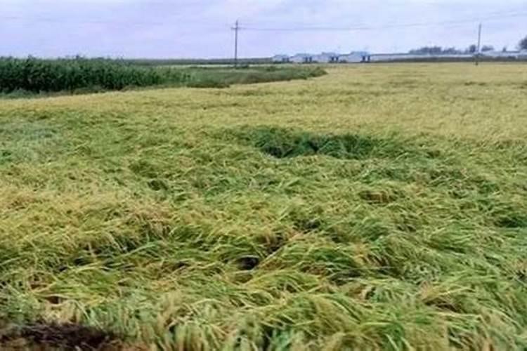 水稻倒伏是什么原因