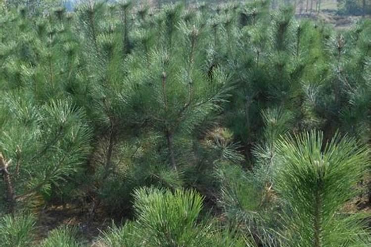 2025最旺的农资店名字