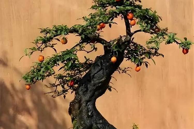 金弹子用什么肥料最好