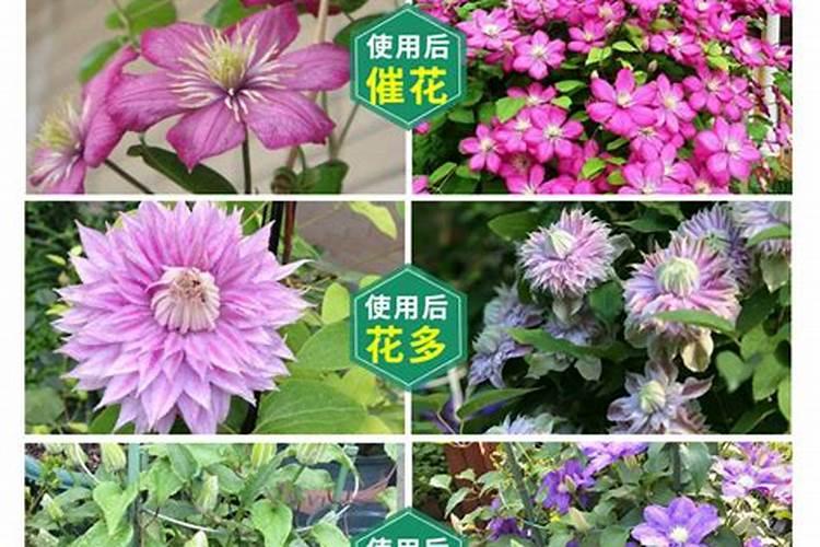 铁线莲施什么肥最好