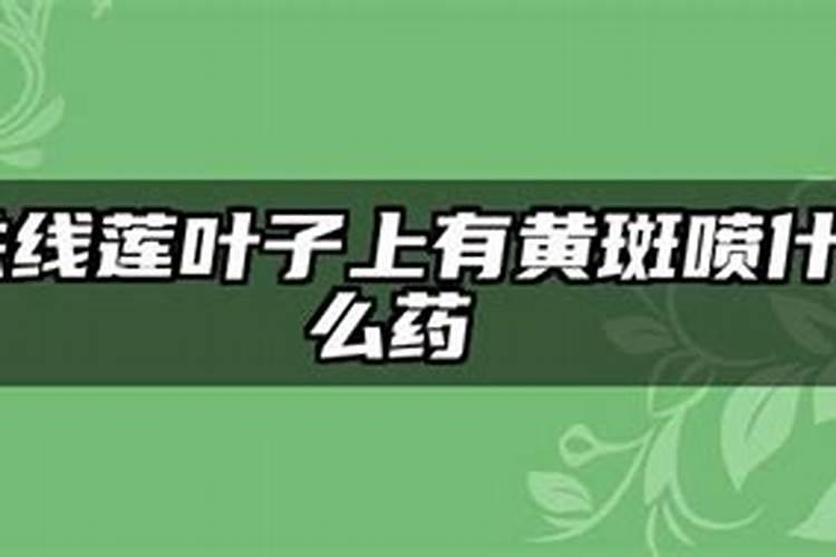 铁线莲开花颜色很淡怎么办