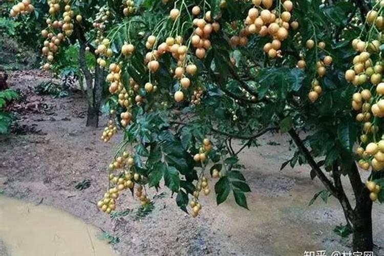 芸苔素灌根后有啥危害