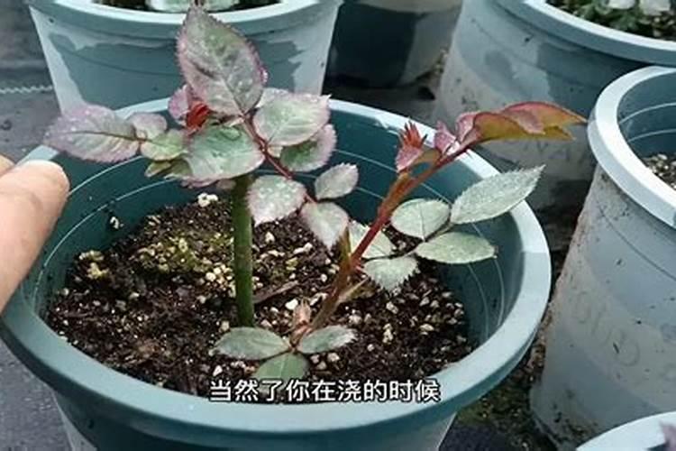 夏季养月季怎么施肥