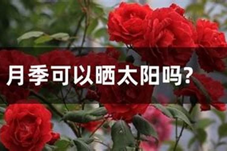 月季春天发芽后管理方法是什么