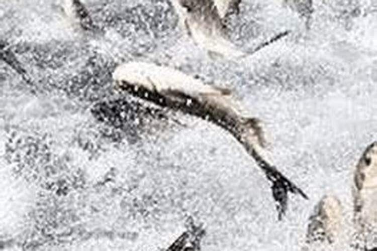 养花白鲢用什么肥水最好